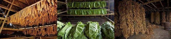 Обзор табака для кальяна WTO (World Tobacco Original): Cuba, Tanzania, Dark Line